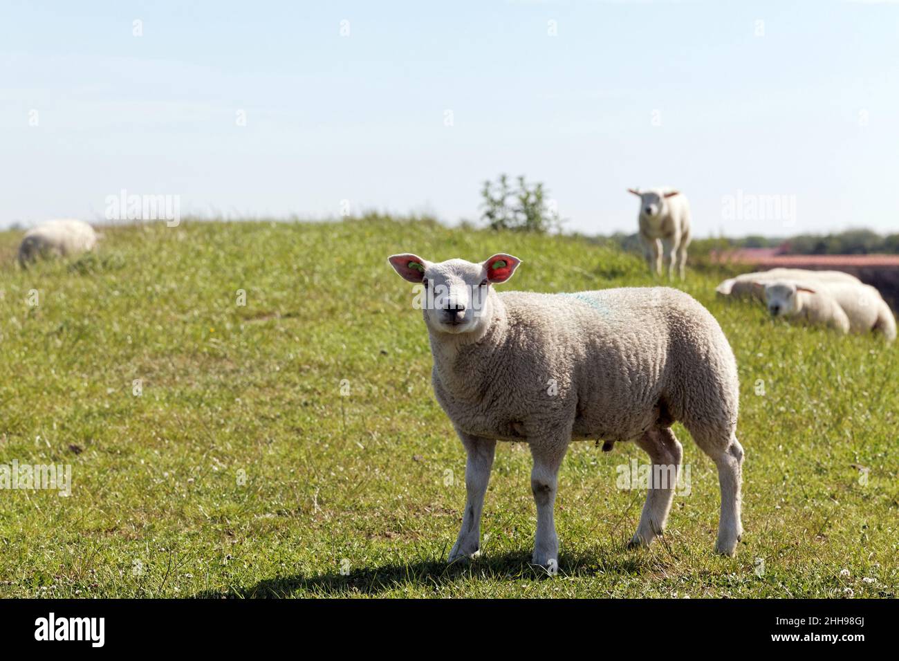 A curious frightened sheep looking at the camera while urinating, Texel, Netherlands Stock Photo