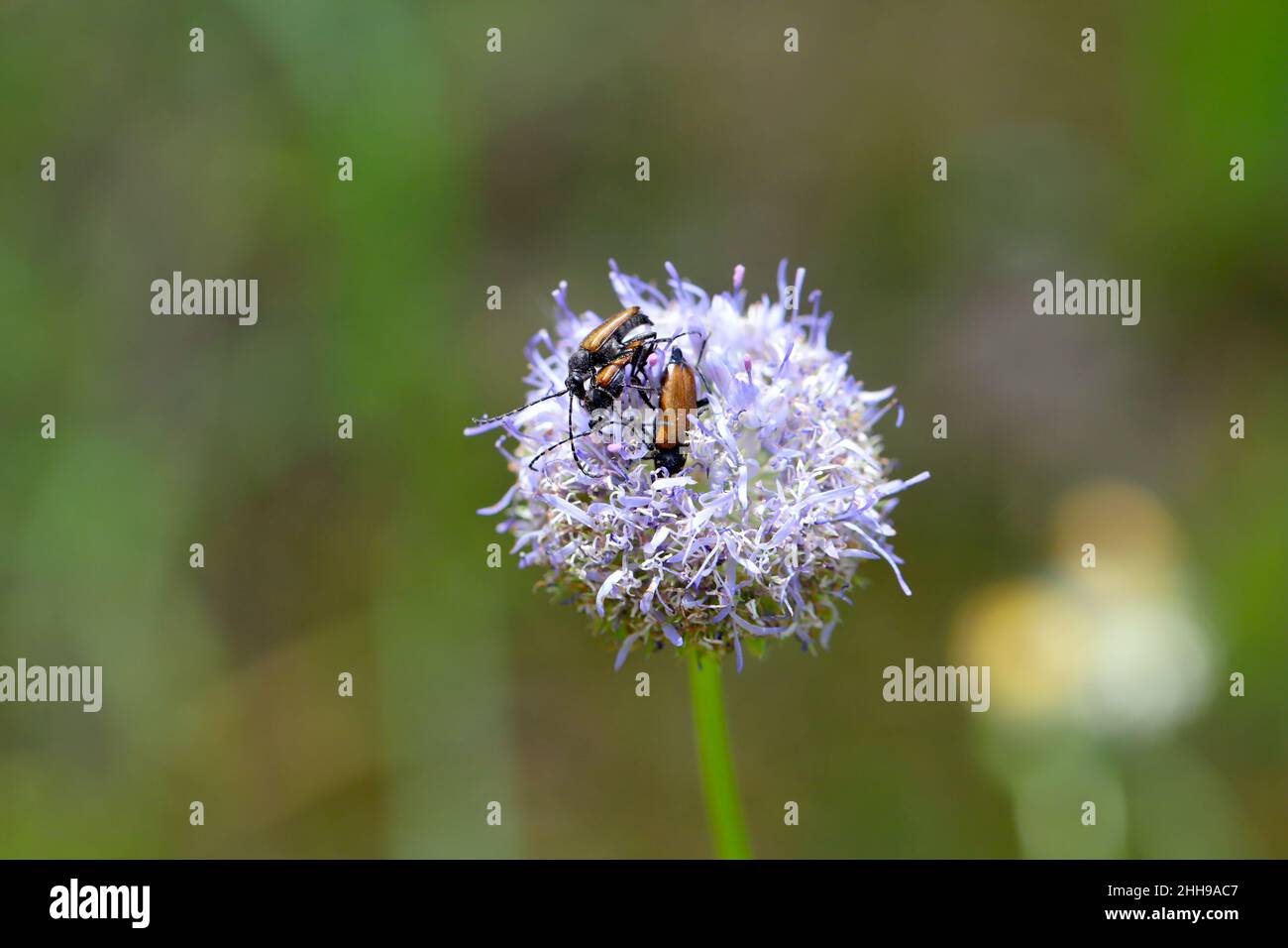 Longhorn beetle - Coleoptera - Cerambycidae. Beetles on a flower. Stock Photo