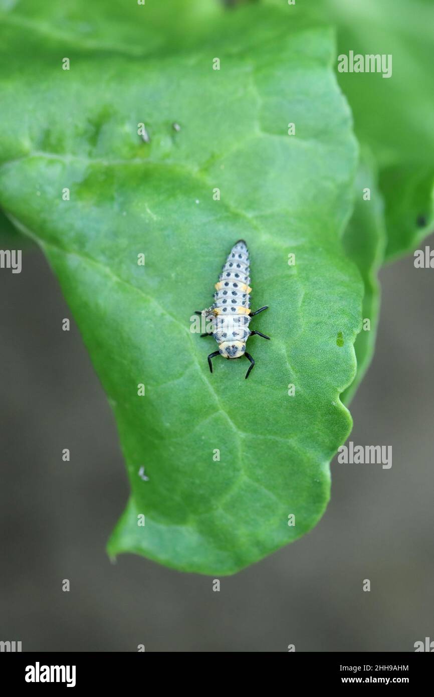 Larvae of seven-spot ladybug -  Coccinella septempunctata eating aphids on leaves of sugar beet. Stock Photo