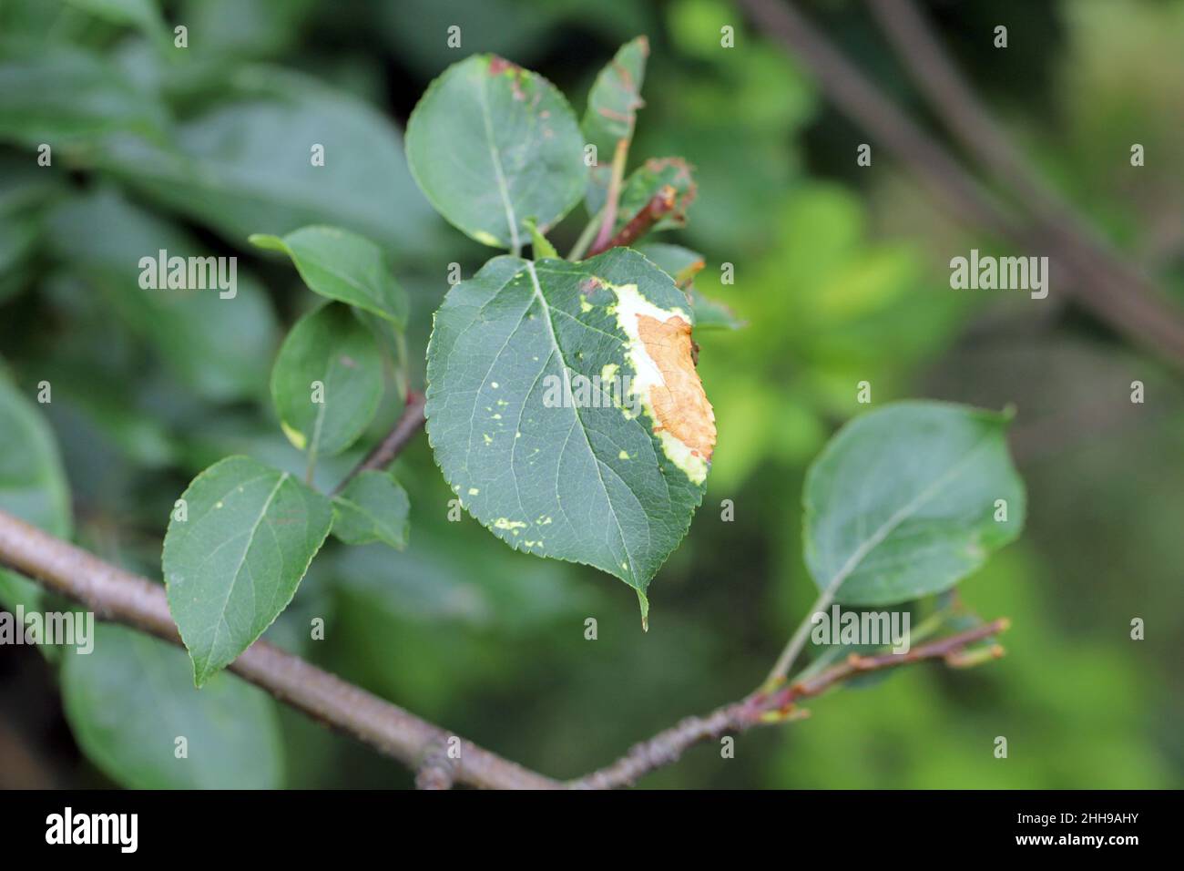 Chinese plant apple products hi-res stock photography and images - Alamy