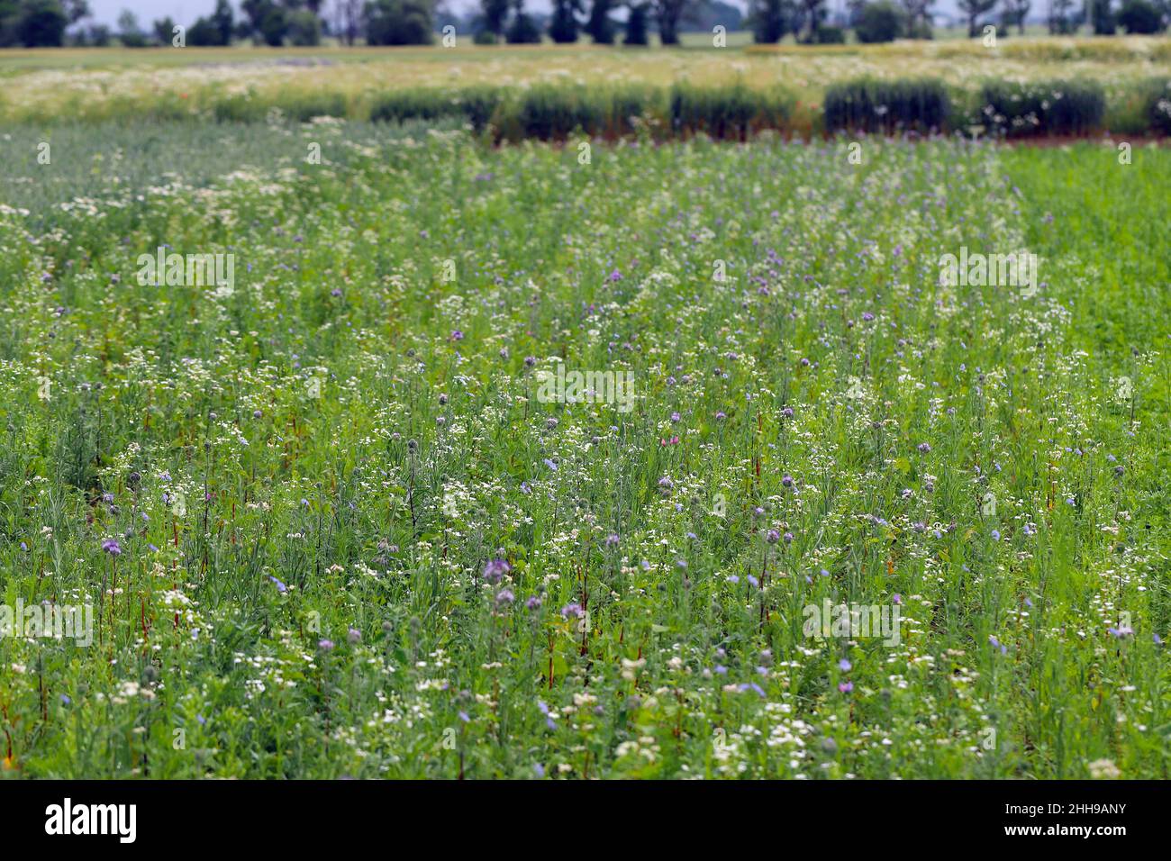 Flower meadow sown between crops in an agricultural landscape. Stock Photo
