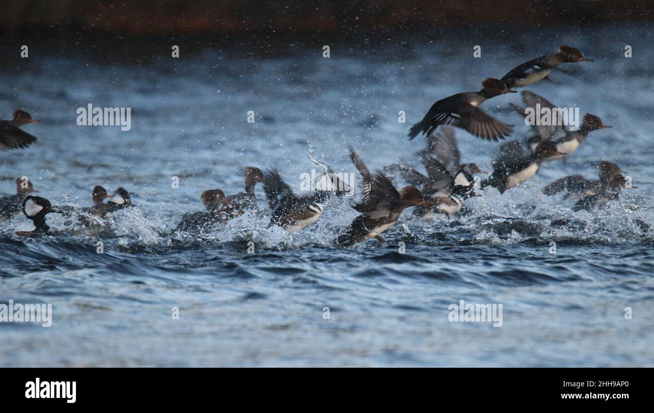 A flock of mergansers take off from a lake in winter Stock Photo