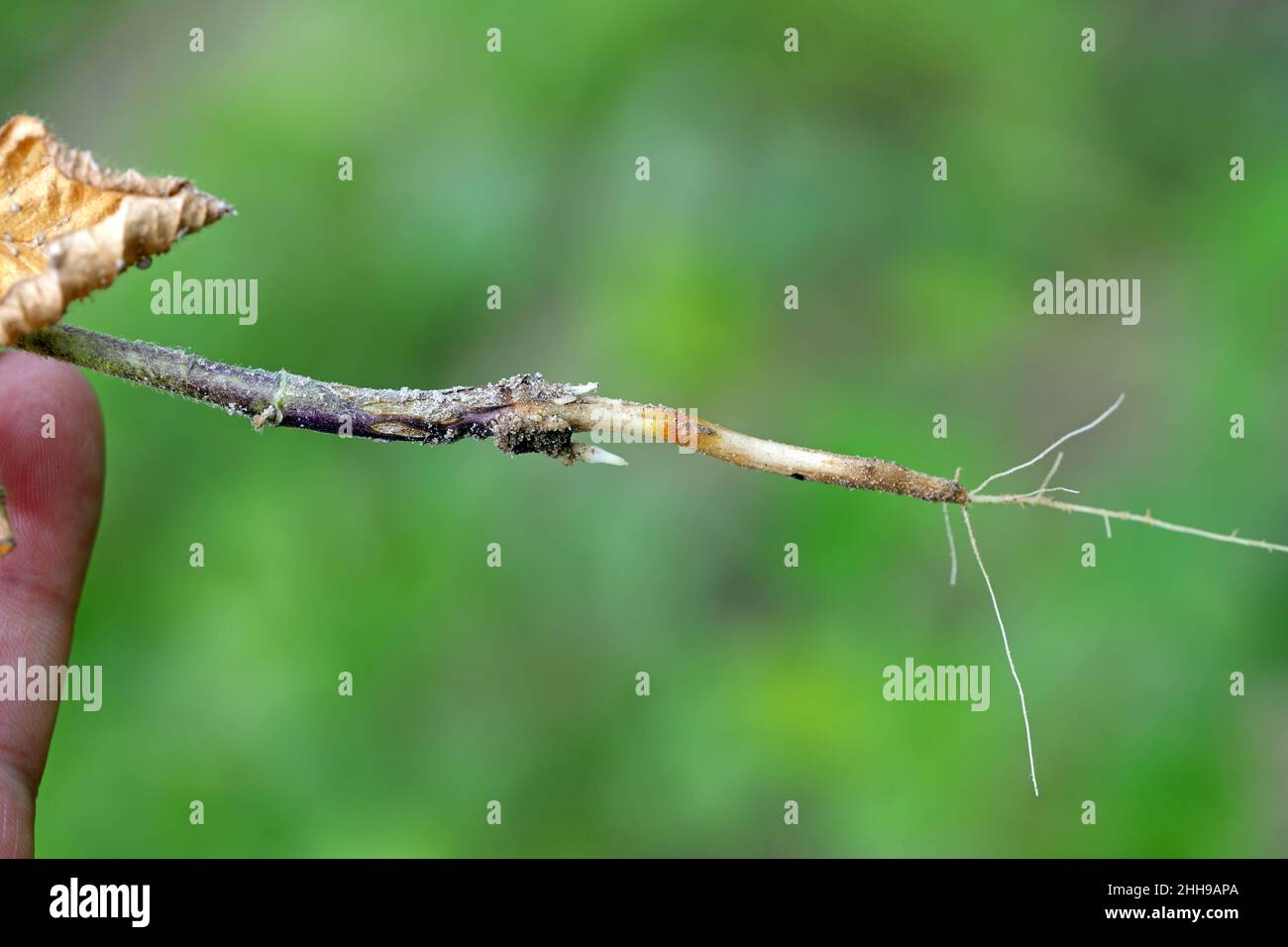 Soybean root infected by a disease that causes the entire plant to shrivel and yield losses. Stock Photo