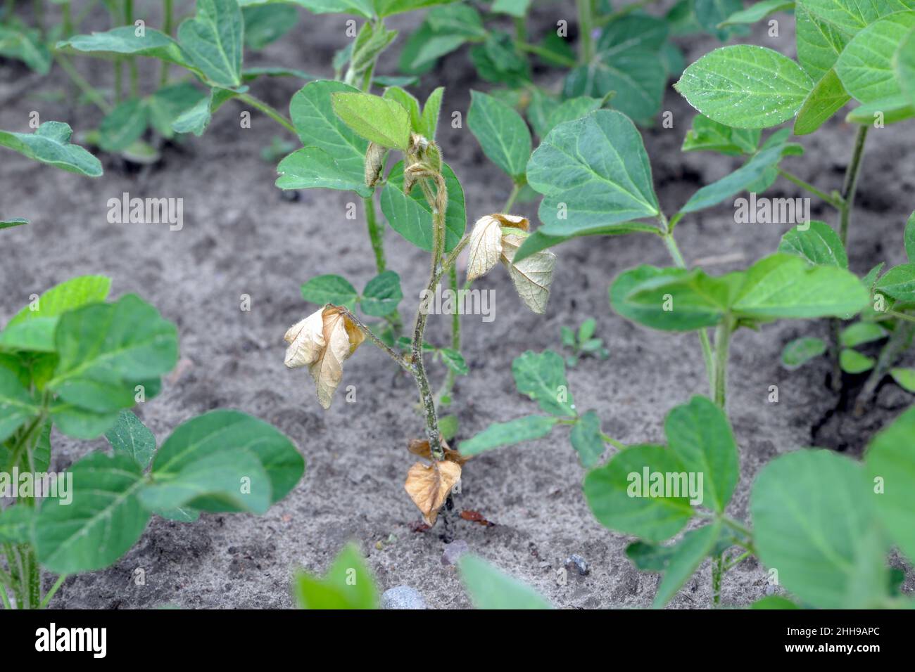 A shriveling soybean plant with an infected root in a field. Stock Photo