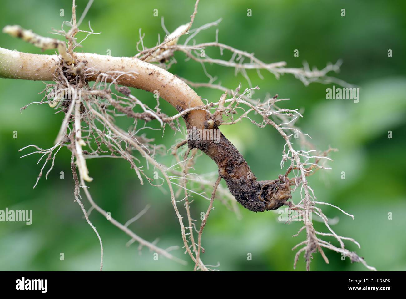 Lupine root destroyed by disease. Causes withering of the entire plant and yield loss. Stock Photo