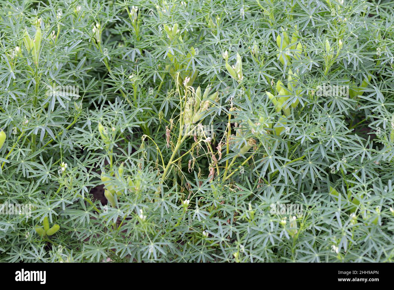 Lupine plant drying up due to root disease. Stock Photo