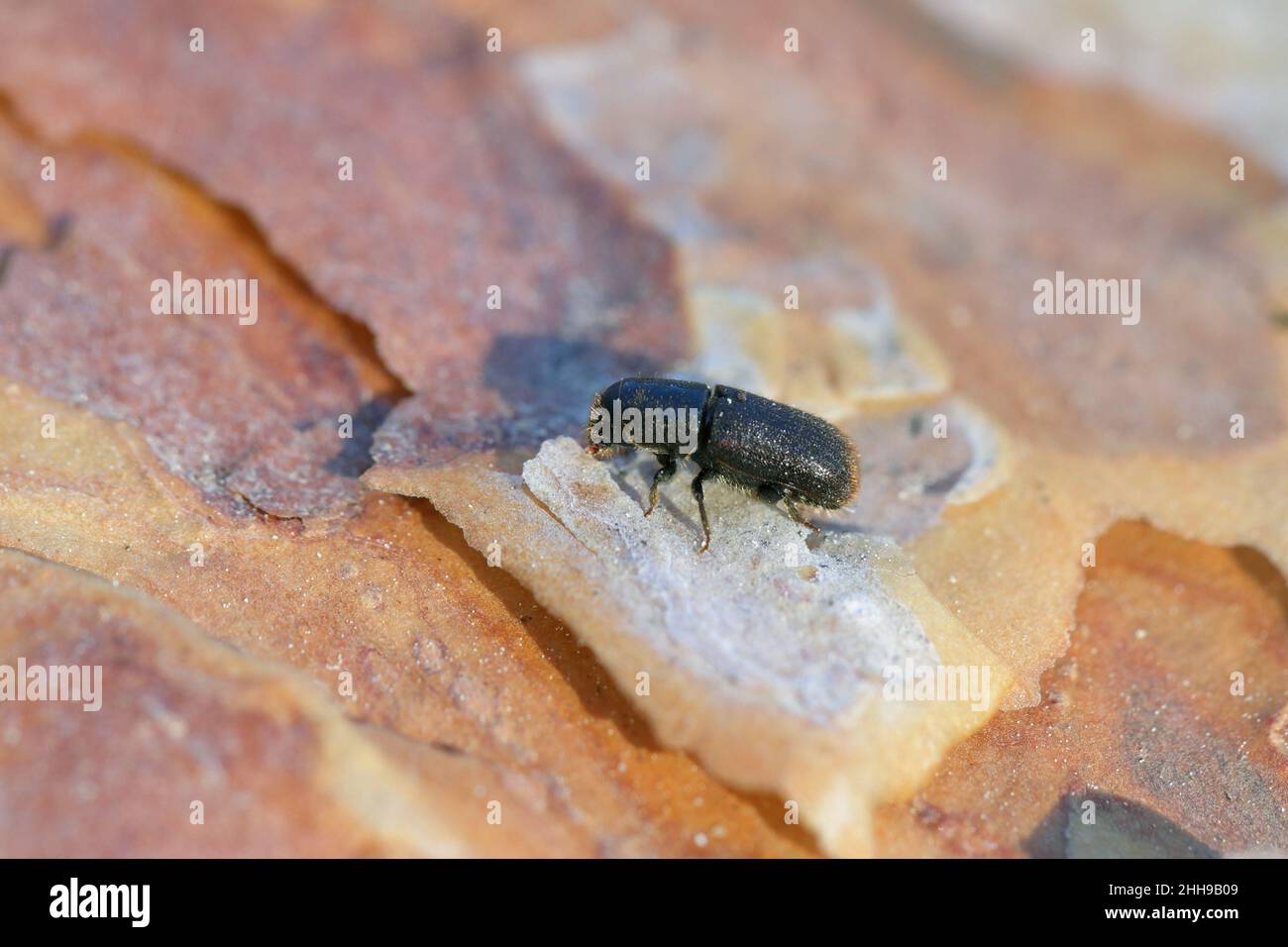 Bark Beetle Tomicus piniperda. Beetle under pine bark. Stock Photo