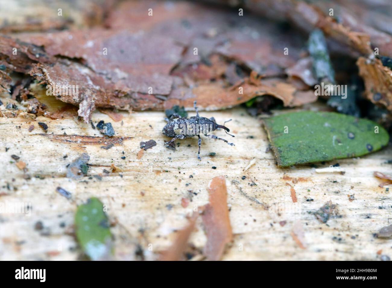 Pine weevil - Pissodes pini on the bark of a pine tree. Stock Photo