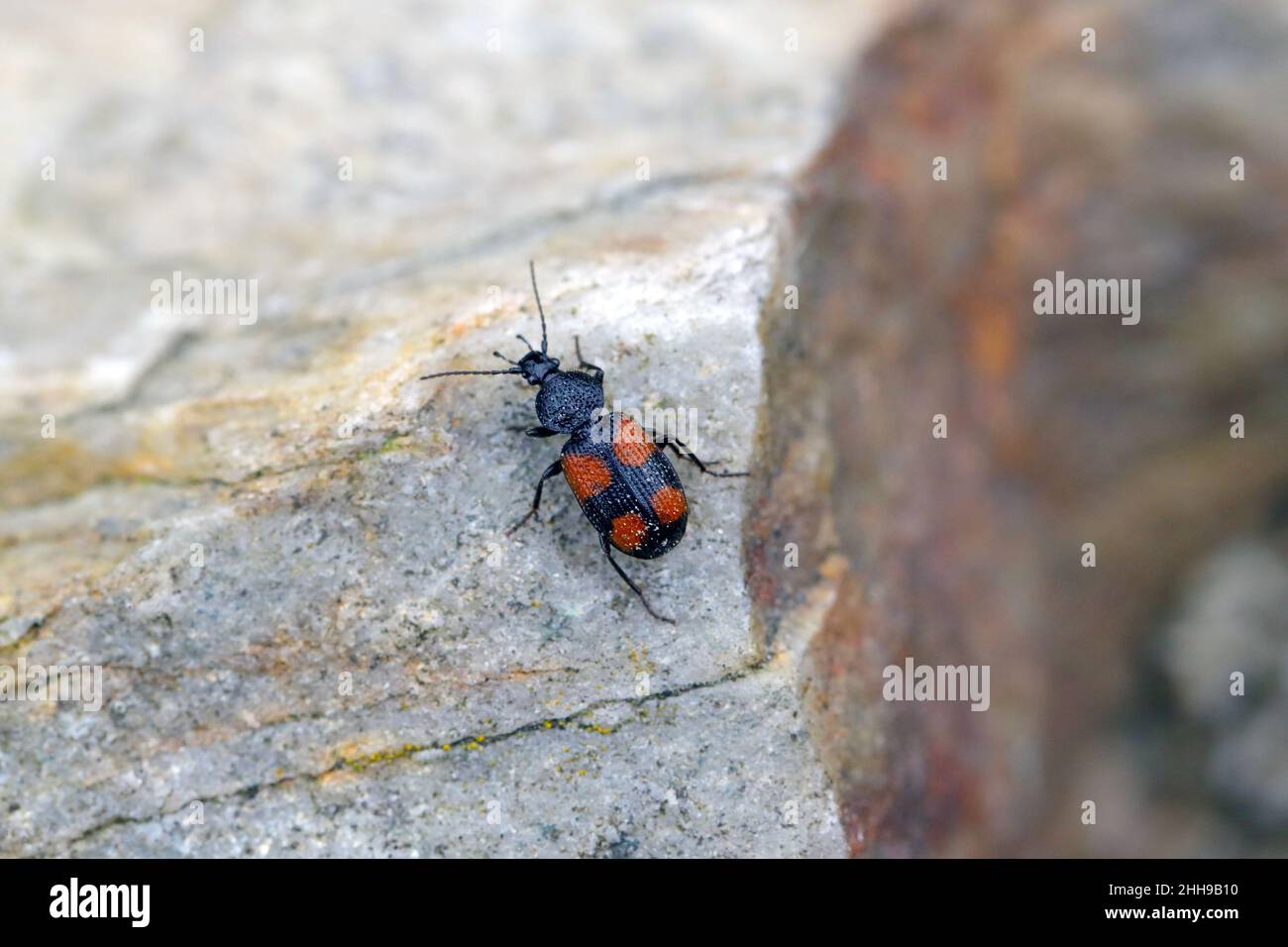 A beautiful representative of the Carabidae - family (Ground Beetles) - Panagaeus cruxmajor on a rock. Stock Photo