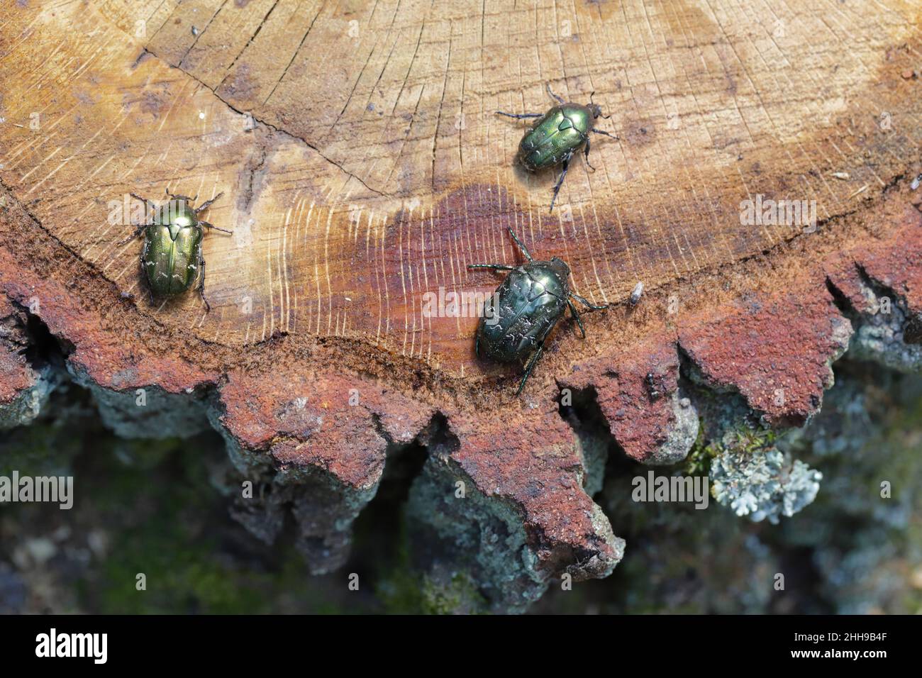 Sap Drinking Insect Cetonia aurata called the rose chafer and Protaetia lugubris. Insects ...