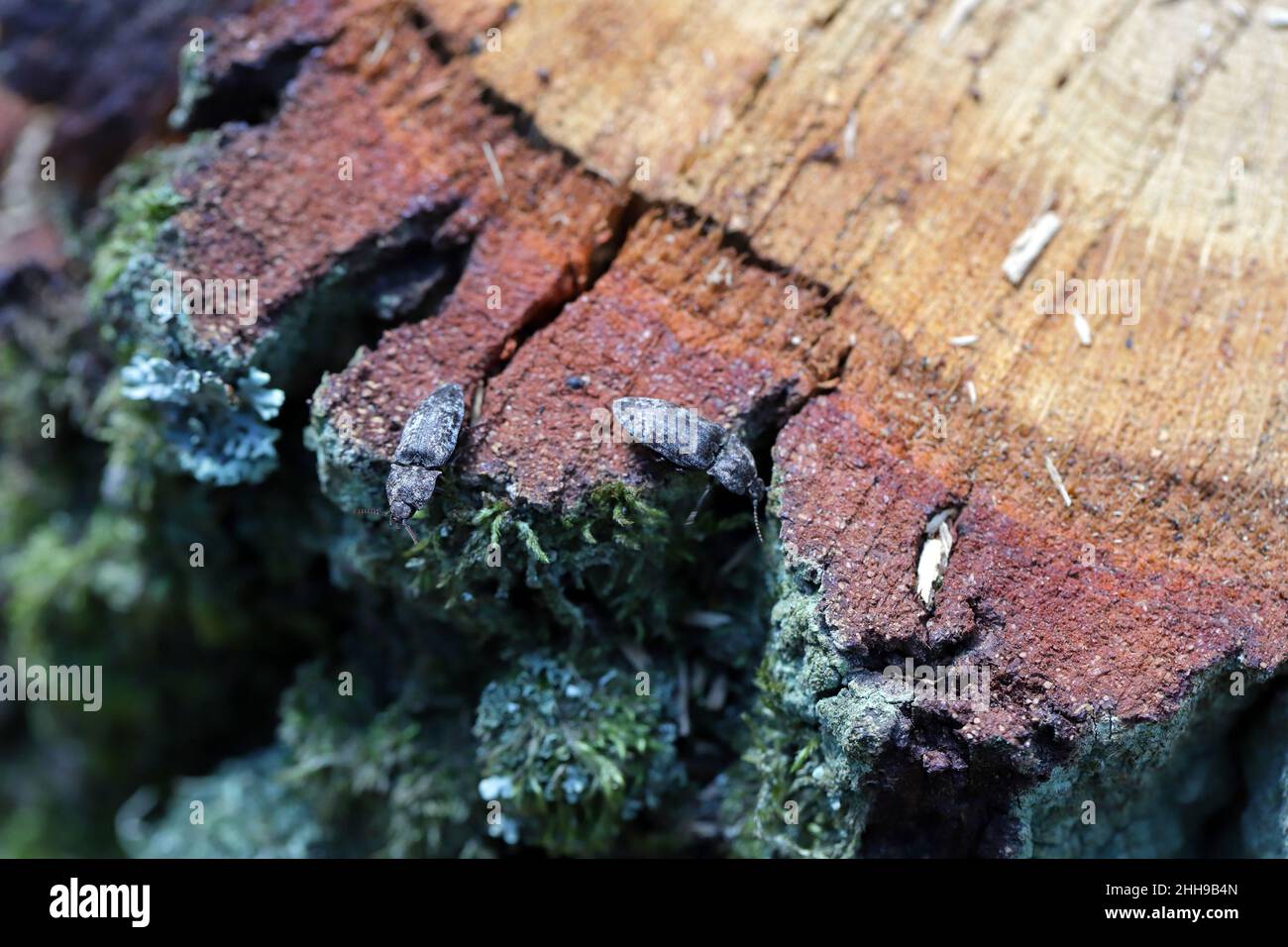 2 click beetles Agrypnus murinus. Insects drinking sap leaking from