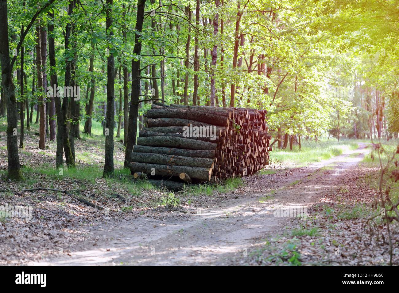 Tree logs in forest after clearing of plantation in forest. Raw timber from felling site. Cut trees logs. Stacks of cut wood. Stock Photo