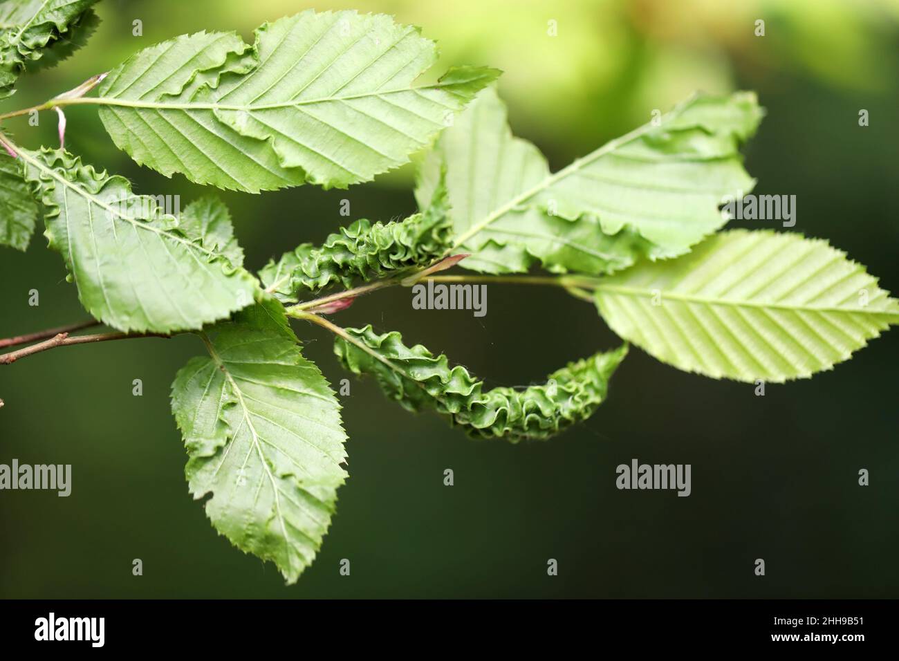 Interesting and not normal deformations of hornbeam leaves. Stock Photo