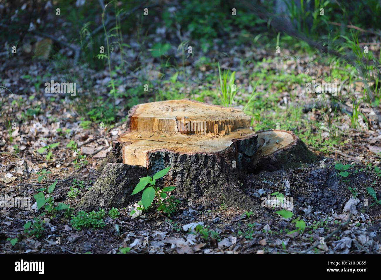 Tree stump in the forest Stock Photo