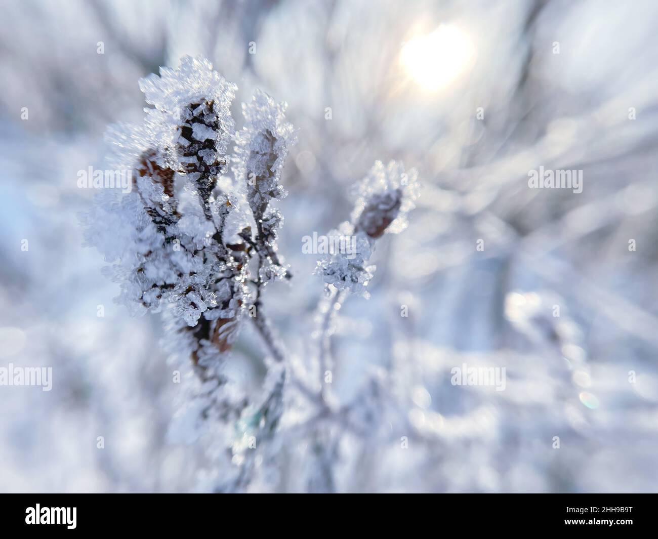 frost on the branch tree in early winter. Stock Photo