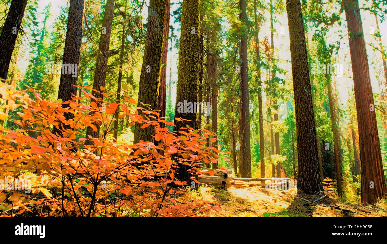 Muir Woods hiking trail through redwoods Stock Photo