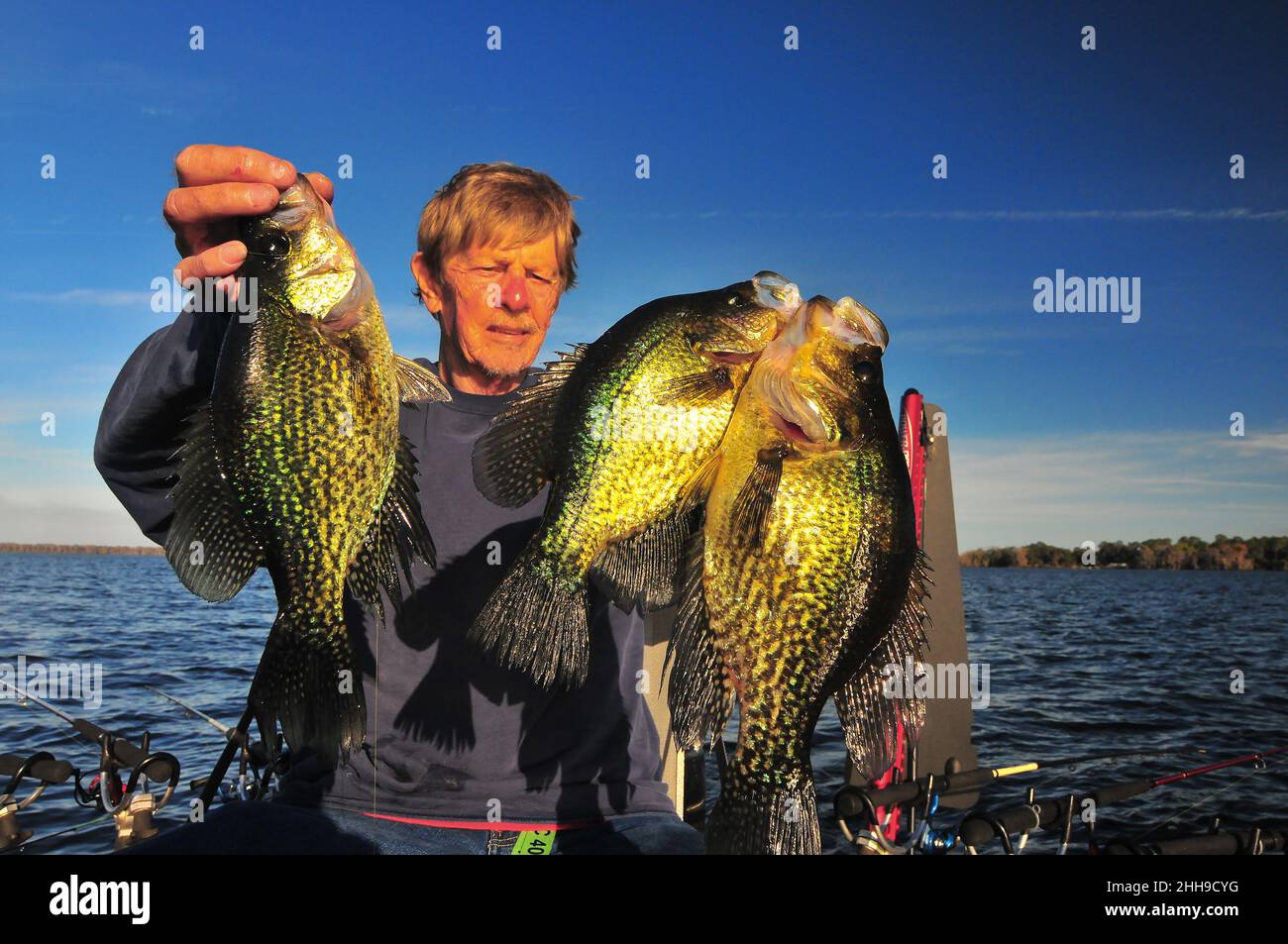 Guide Jack Smith lands three big 2-pound crappie (speckled perch) from Central Florida waters. Stock Photo