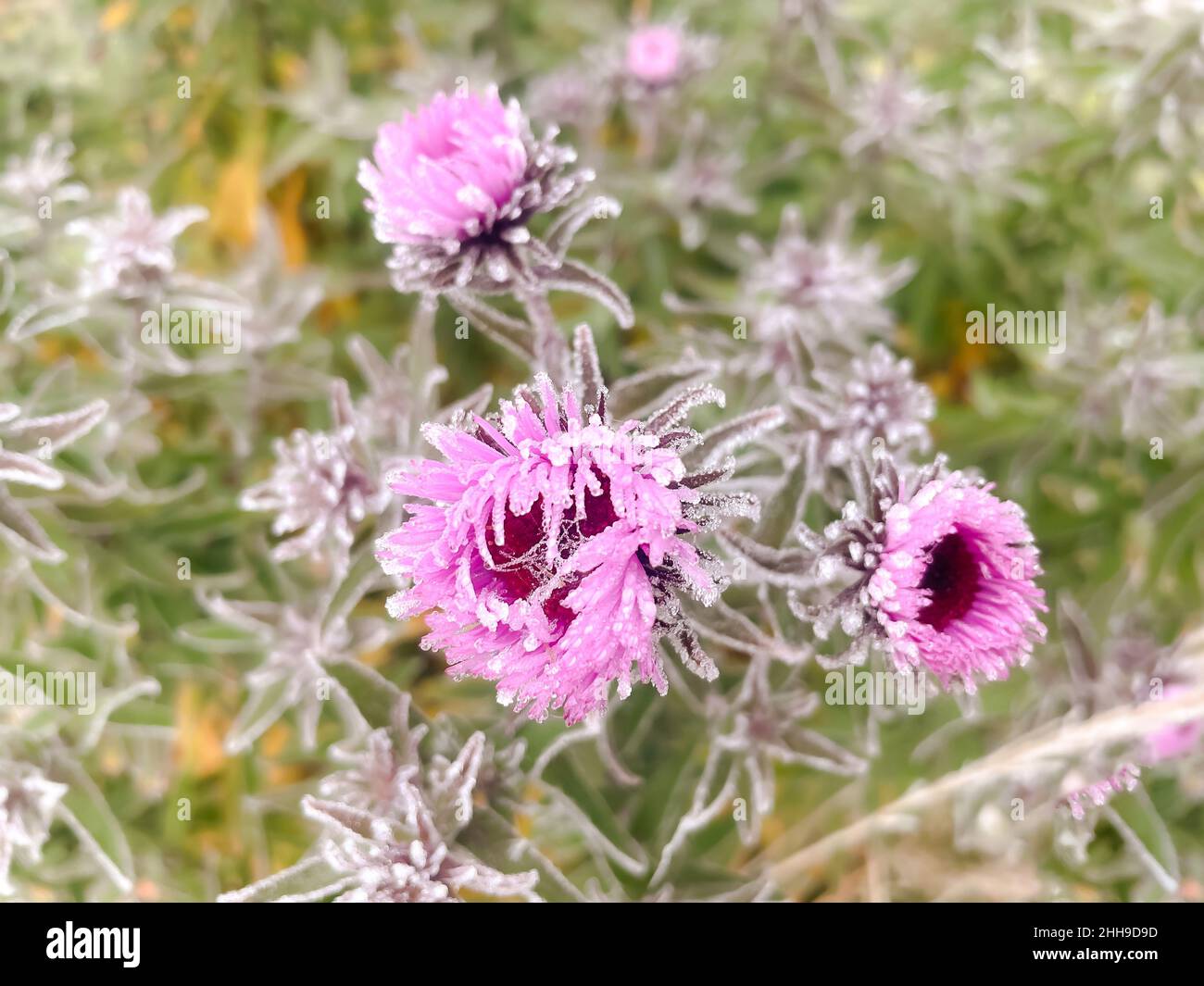 Flowers in the garden covered with frost in winter Stock Photo