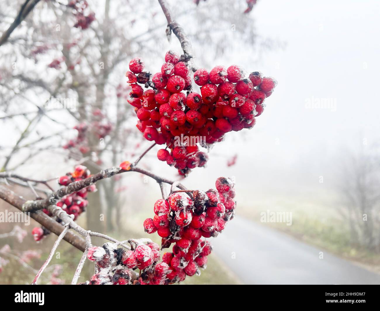 Red Rowanberry covered with frost early winter Stock Photo