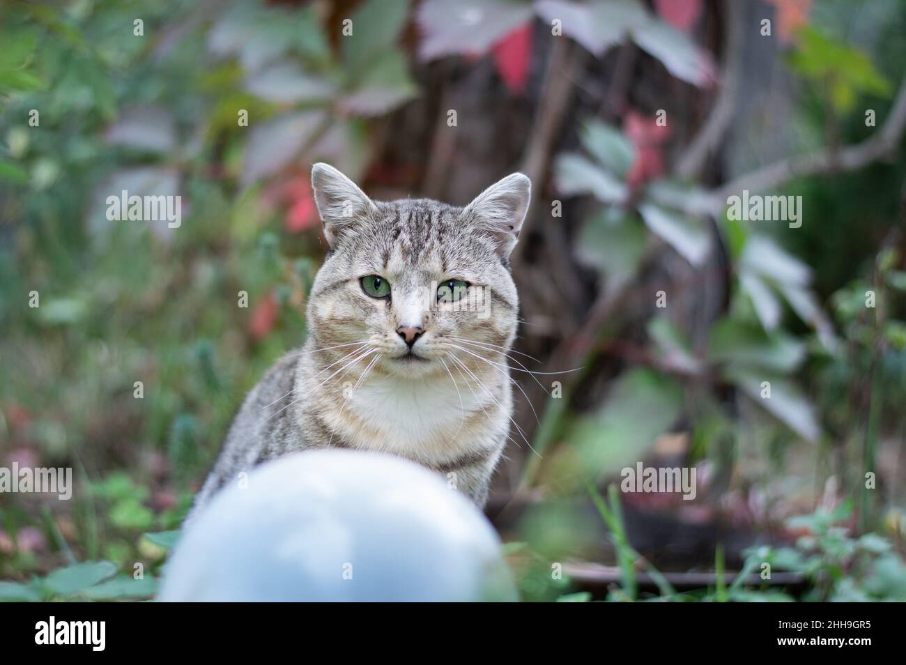 Beautiful dear lovely magic happy outdoor cat in the fantasy garden creating a cat vortex Stock Photo