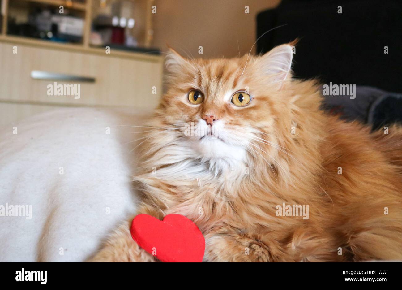 Ginger cat with a red heart Stock Photo
