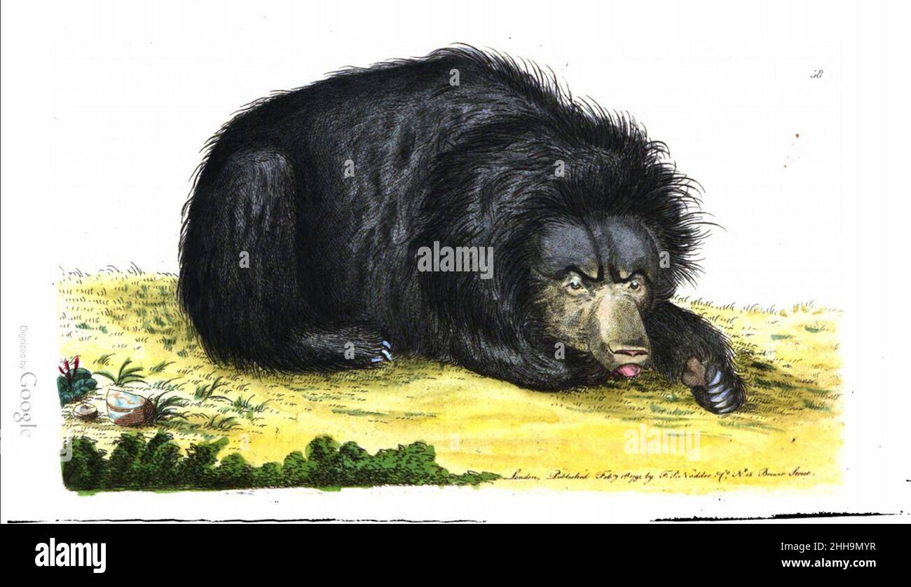 Sloth bear Ursine sloth, Shaw. Stock Photo