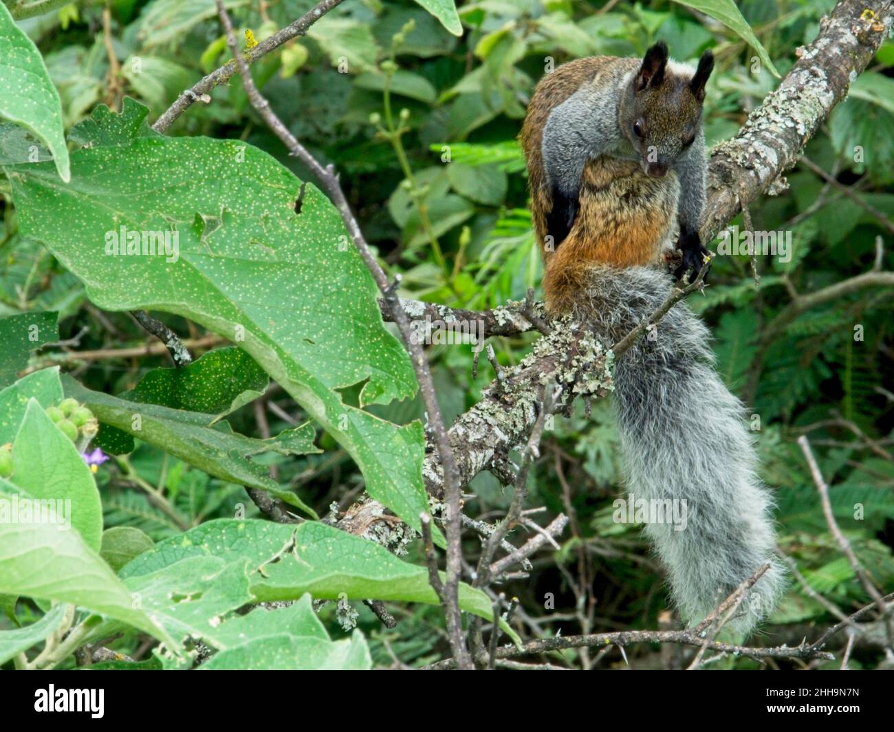 Closeup of a bushy tailed Guayaquil Squirrel (Sciurus stramineus) resting in tree Vilcabamba, Ecuador. Stock Photo