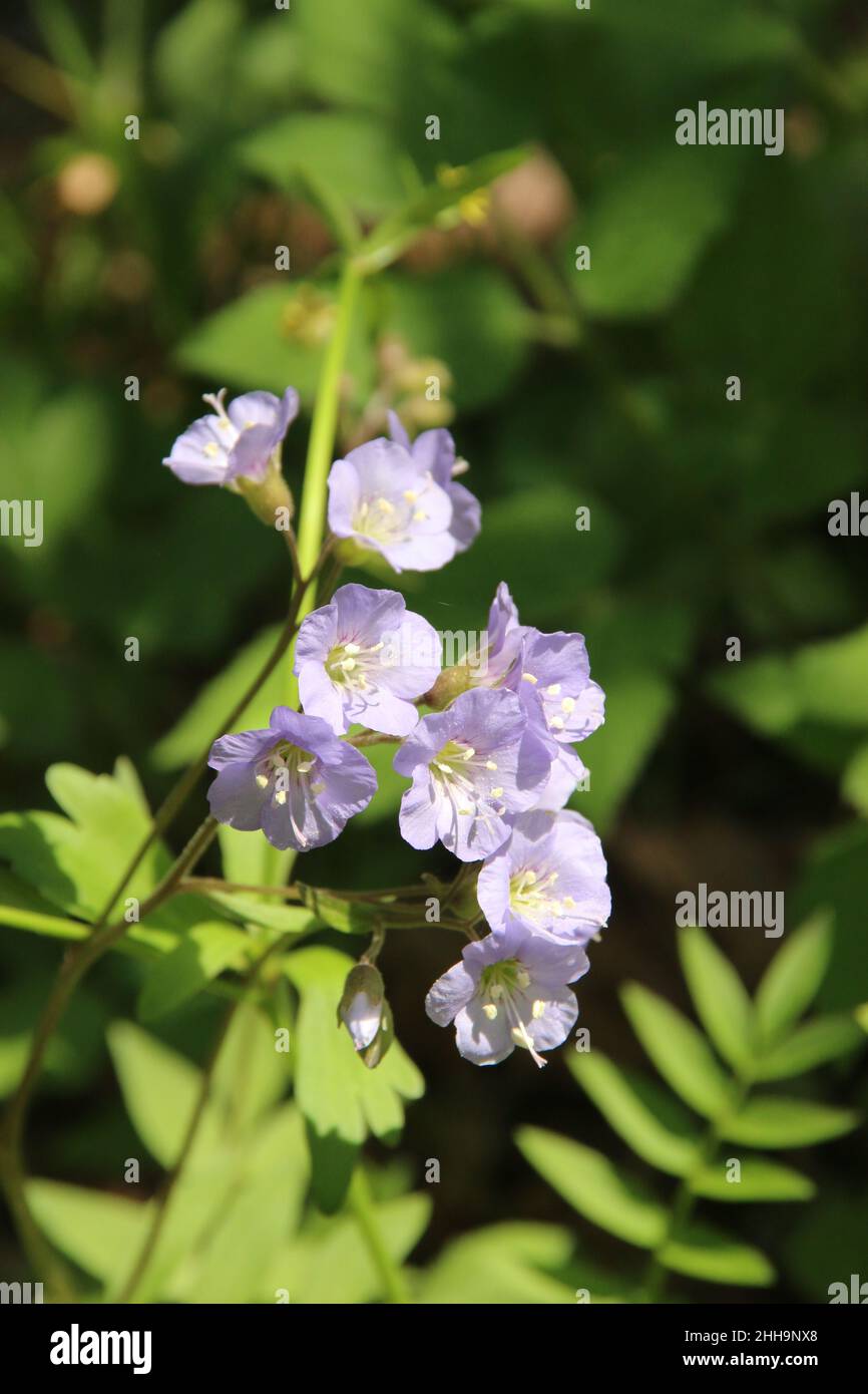 Cluster of delicate pale purple flowers bloom in early spring in the woods, IL. Stock Photo