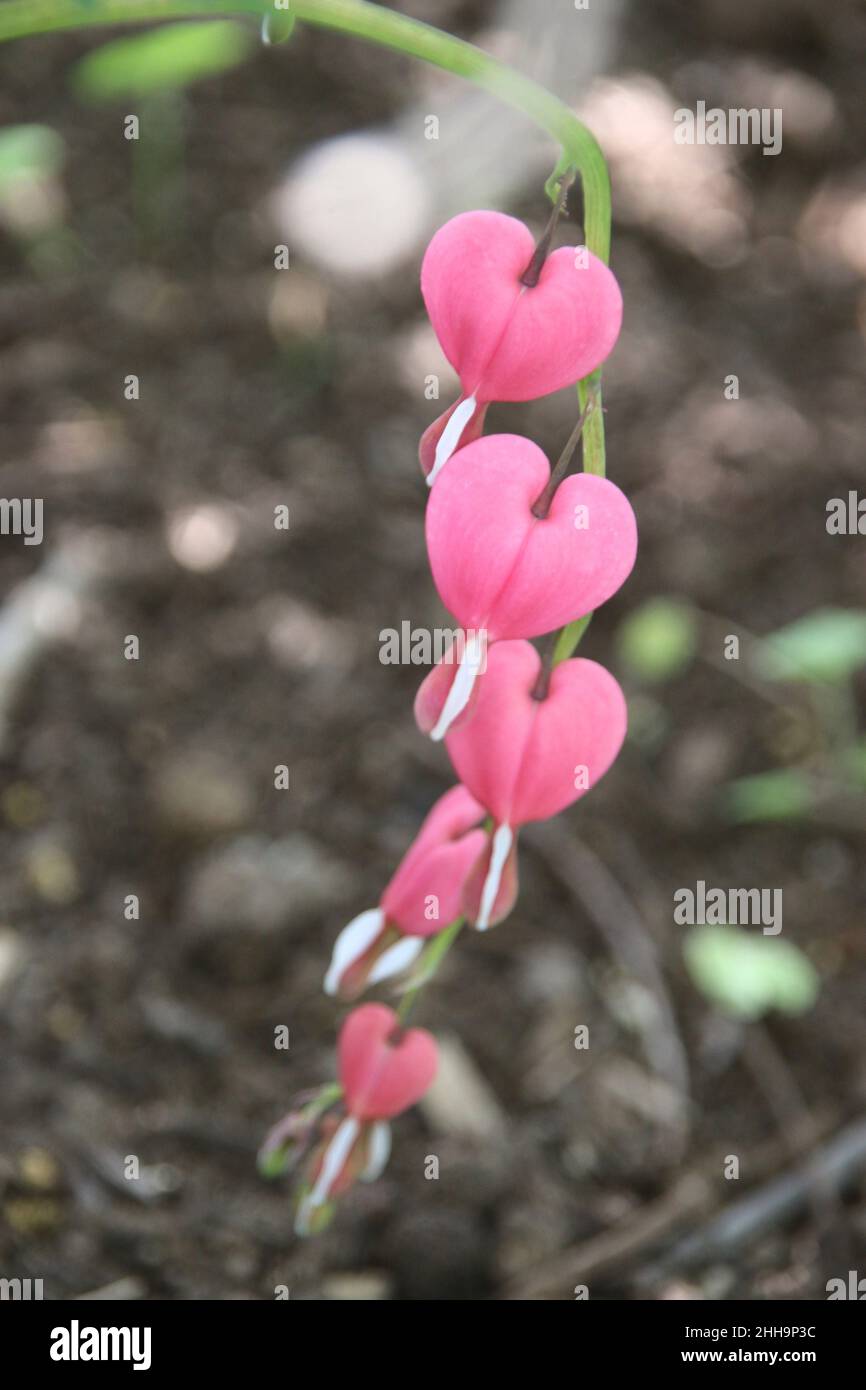 Beautiful pink bleeding heart flowers on a long stem, early spring, Illinois. Stock Photo