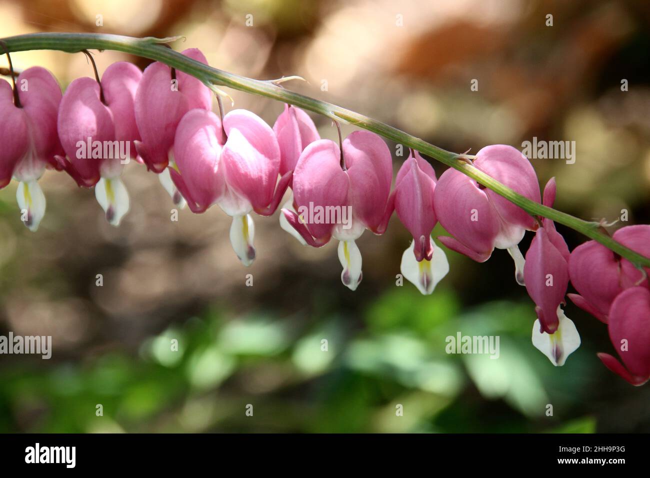 Beautiful pink bleeding heart flowers on a long stem, early spring, Illinois. Stock Photo
