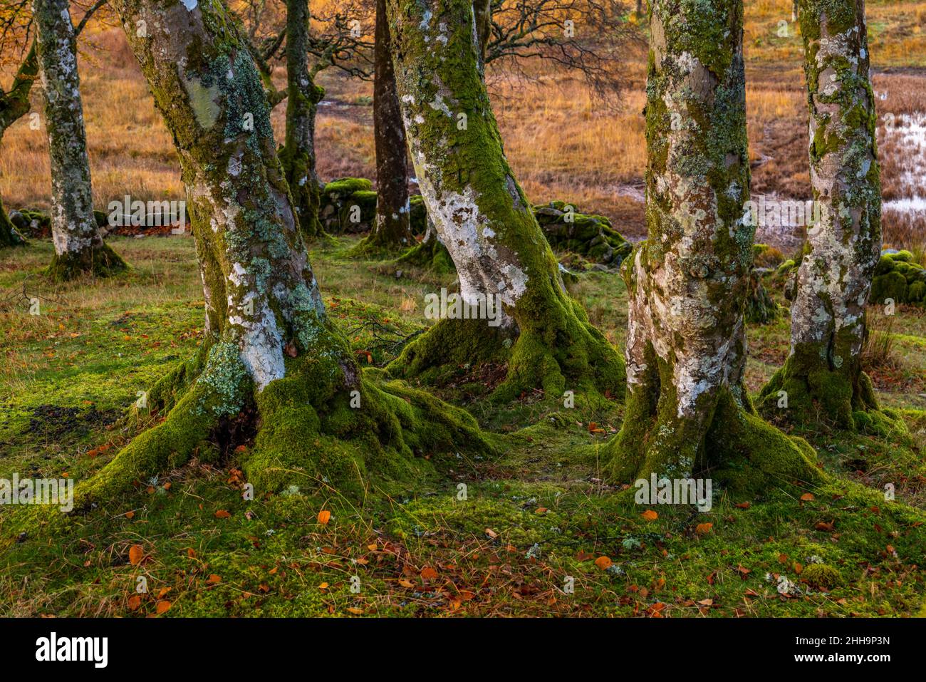 LOCH AWE DALMALLY SCOTLAND UNITED KINGDOM Stock Photo