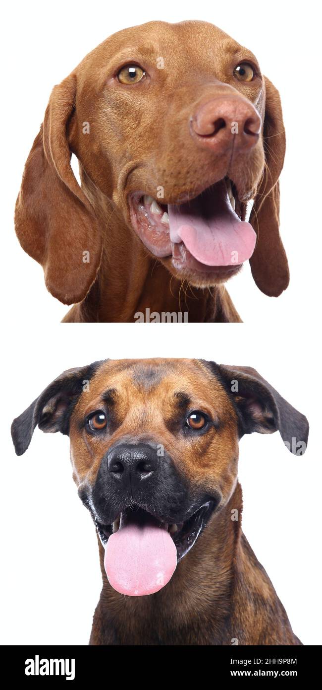 Group of beautiful dogs in front of a white background Stock Photo - Alamy