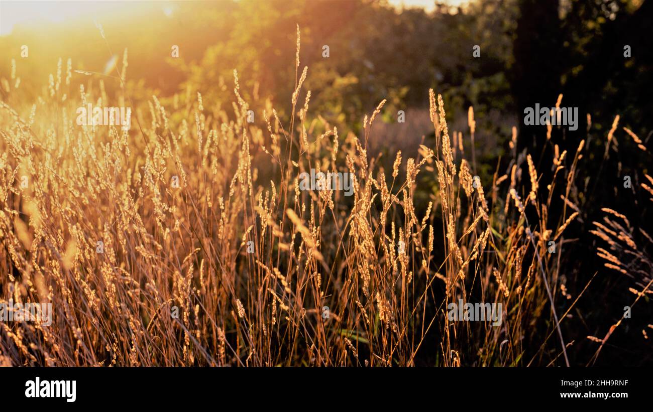 Hay stalks in golden autumn light Stock Photo