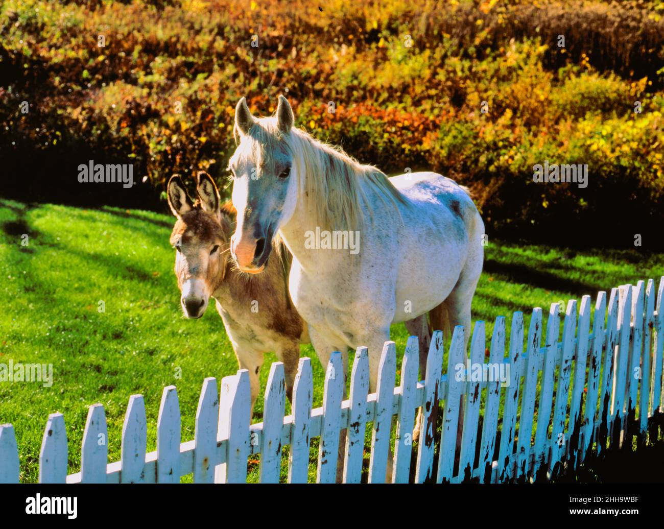 White horse in autumn Stock Photo