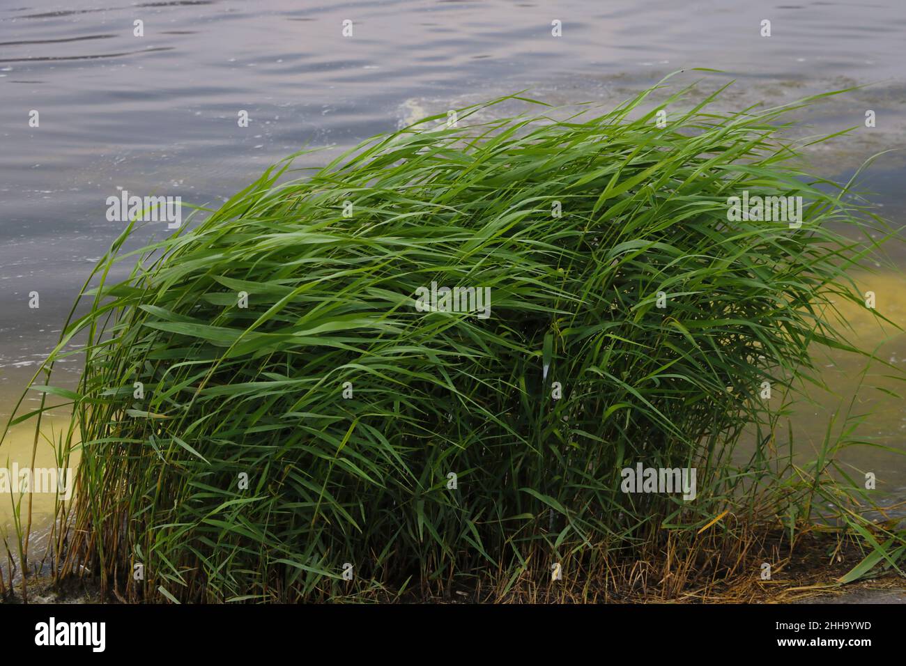 Out of focus. Green young bushes on the shore of a lake or river Stock Photo