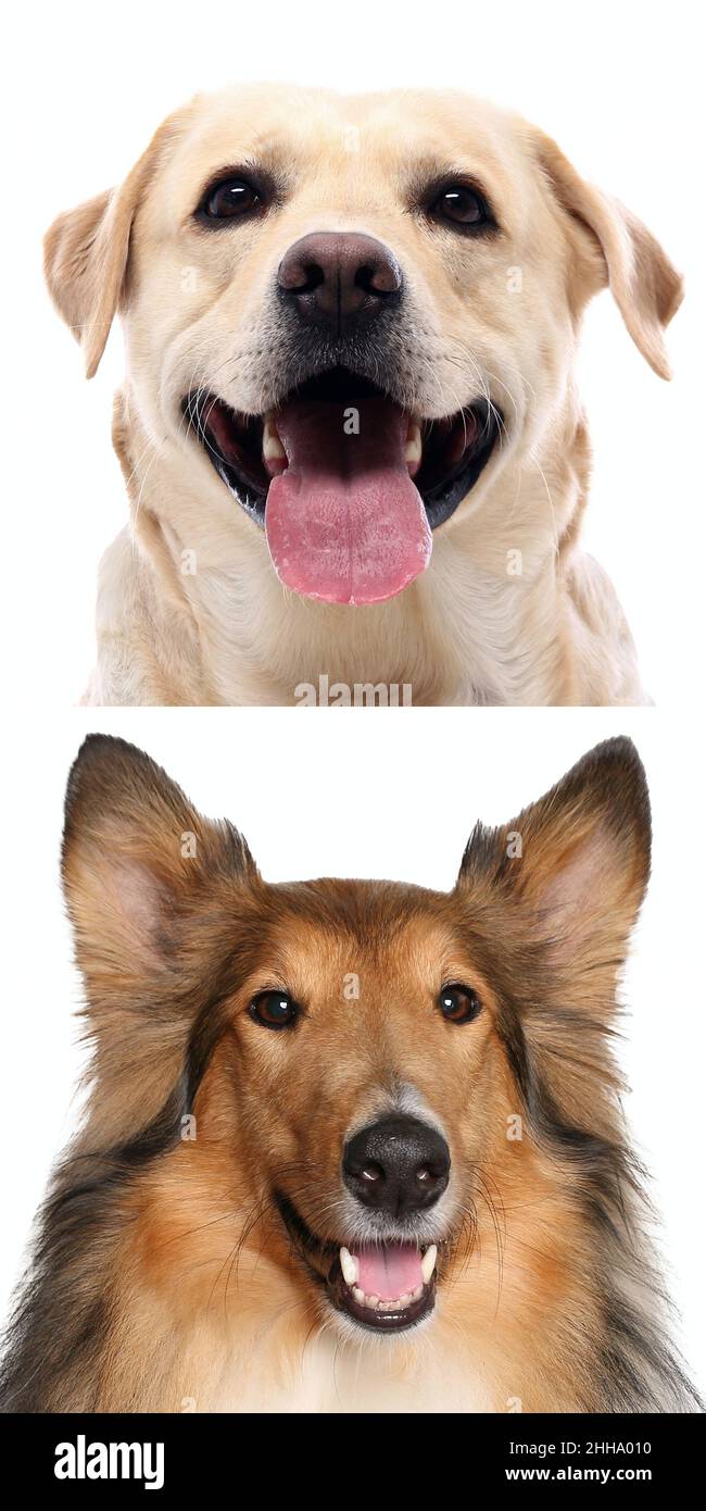 Group of beautiful dogs in front of a white background Stock Photo - Alamy