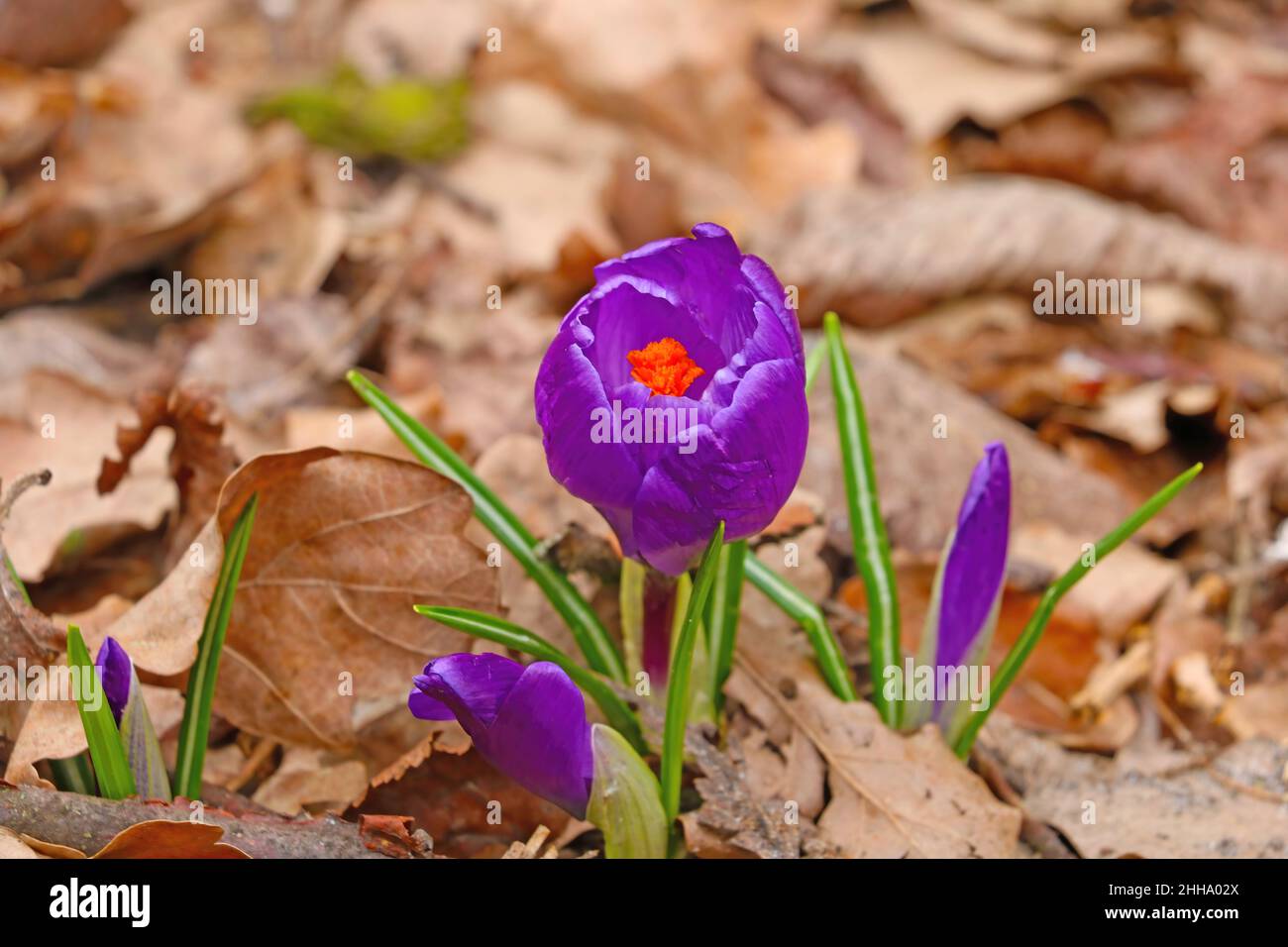 Out of focus. Spring beautiful blooming crocus flowers after winter. Out of focus Stock Photo