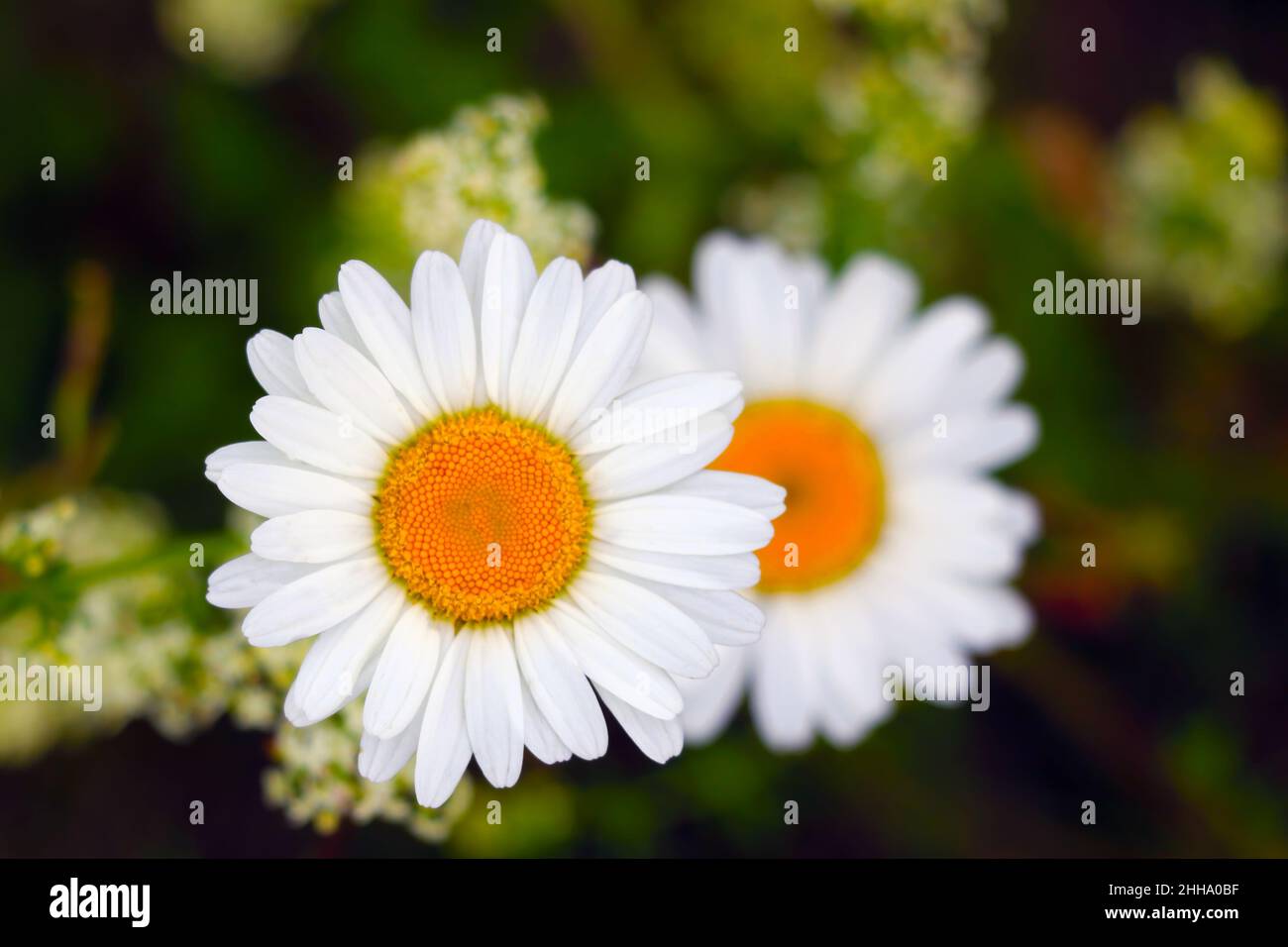 Out of focus. View of young flowering branches of chamomile in spring Stock Photo