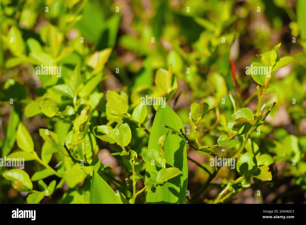 Young green plants in spring in the forest on a sunny day Stock Photo