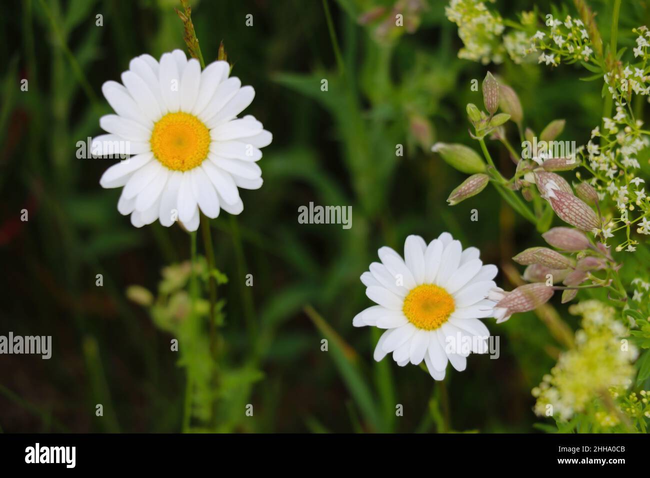 Out of focus. View of young flowering branches of chamomile in spring Stock Photo