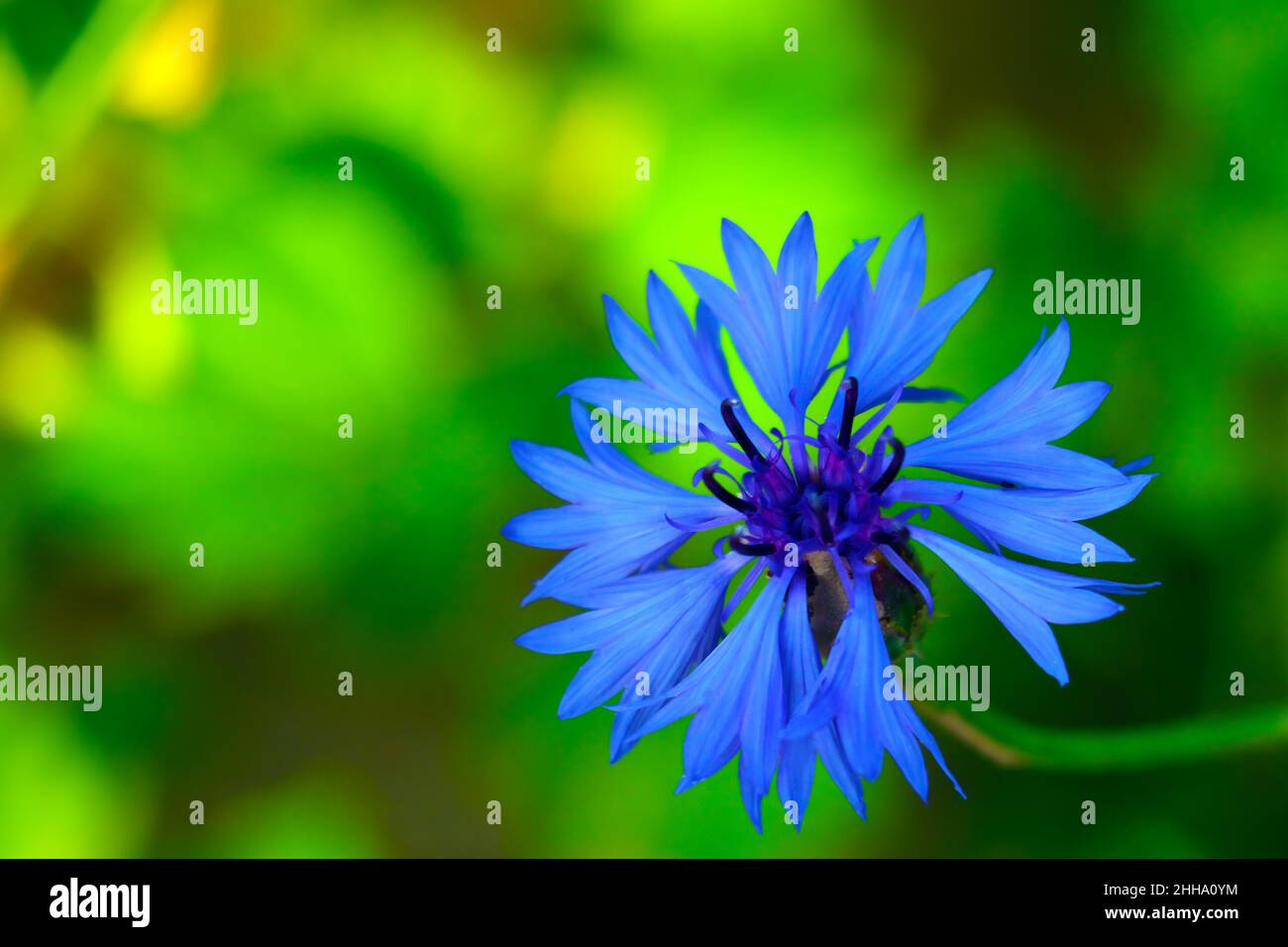 Beautiful blue cornflower in summer or spring Stock Photo