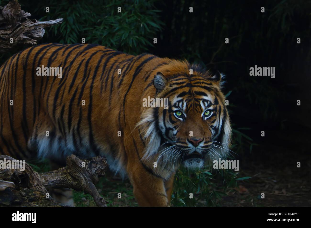 Out of focus. Close-up of an adult tiger in the green Stock Photo