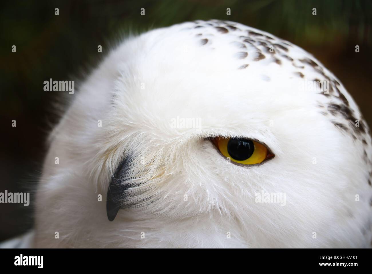 The head of a white snowy owl Stock Photo