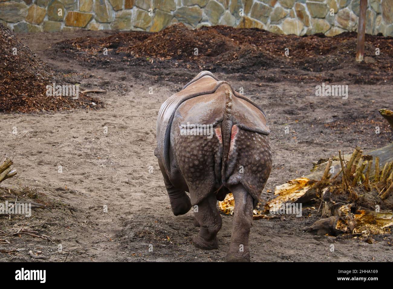 Out of focus. Rear view of a walking rhino in the park Stock Photo