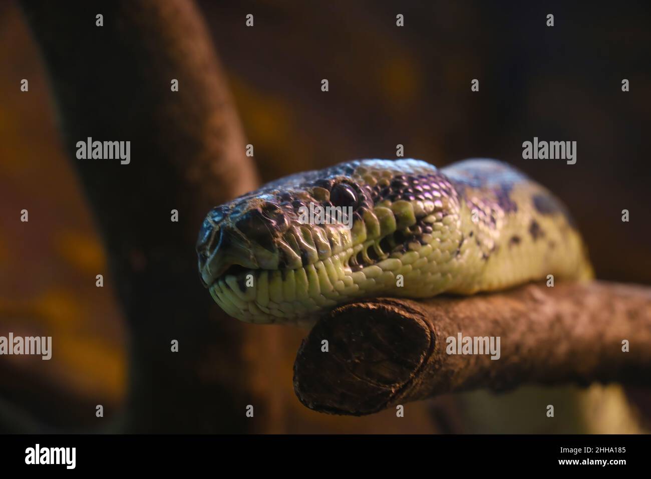 Close-up on the head of a snake on a tree. Out of focus Stock Photo