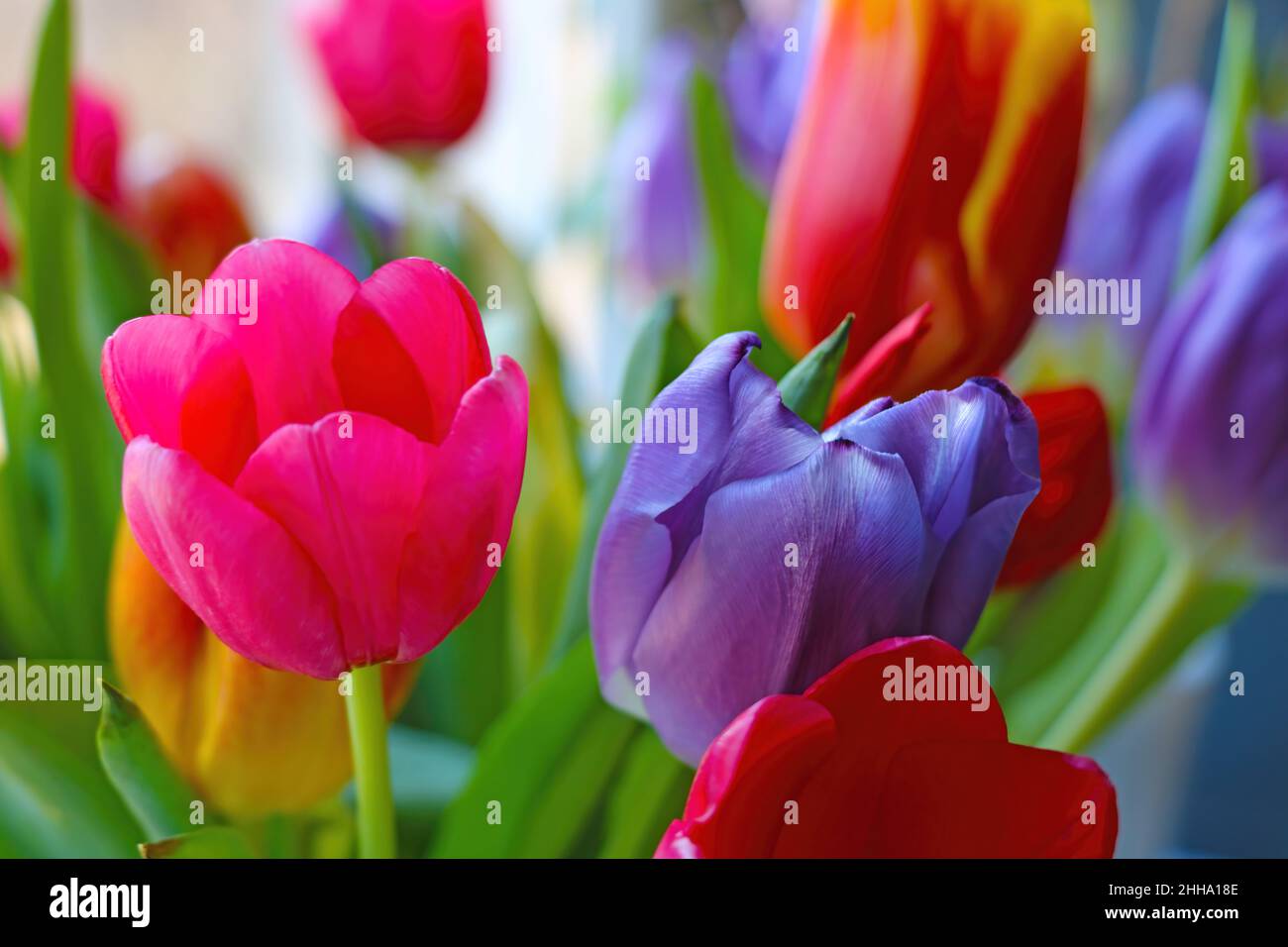 Spring background from blooming tulips. Blank for designers Stock Photo