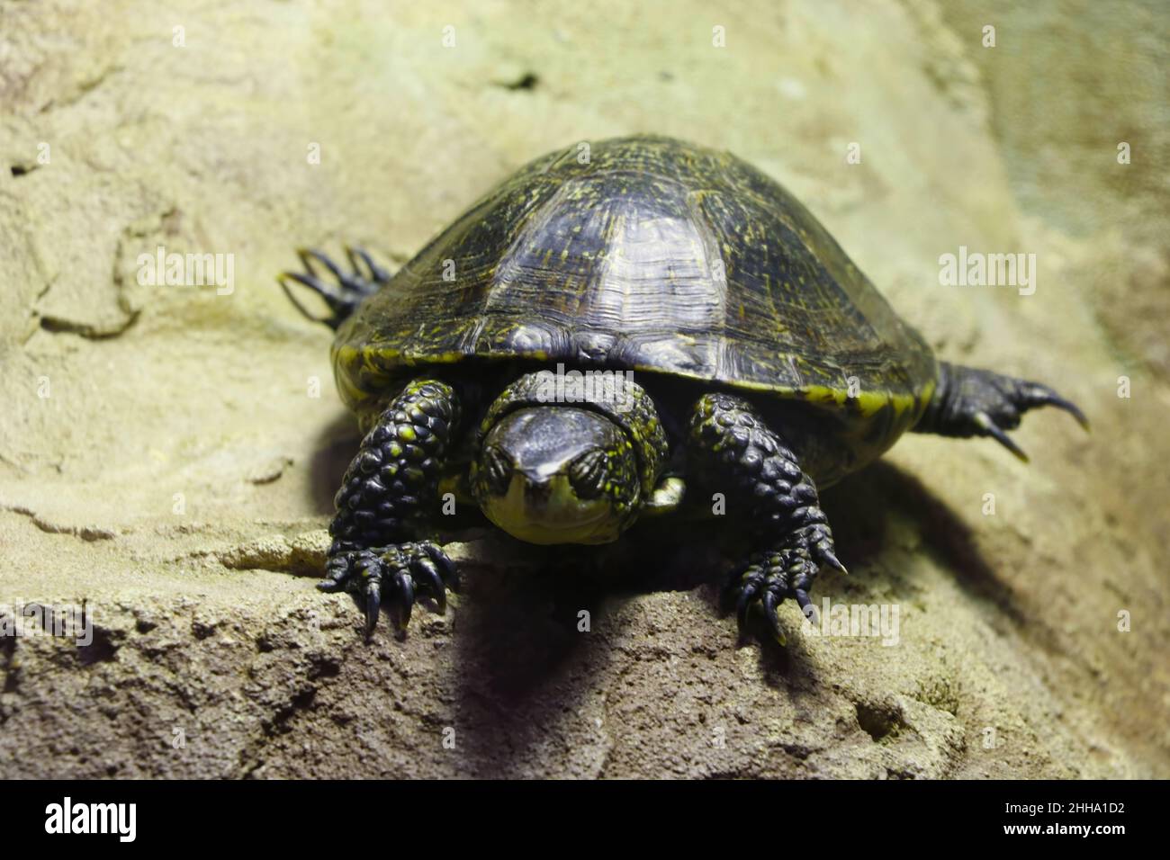 View of a beautiful dark turtle basking in the sun. Out of focus Stock Photo