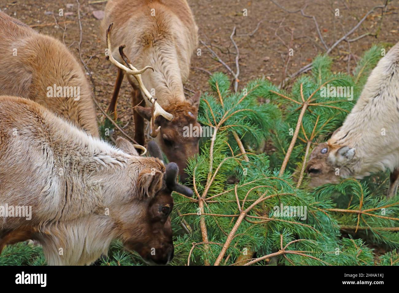 View of the deer eating the green pine Stock Photo