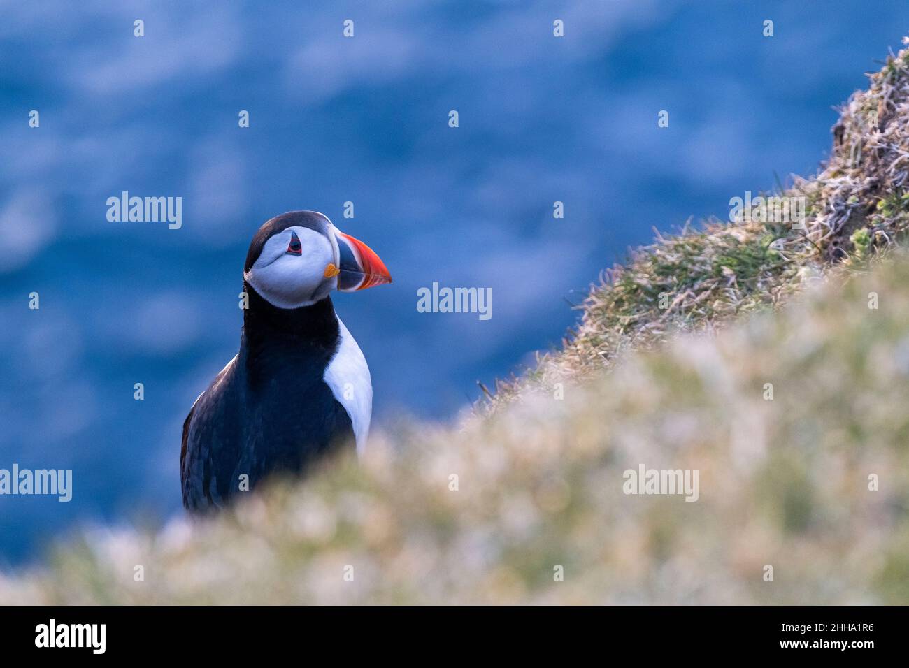 Portrait of a puffin in Faroe Islands looking away. Stock Photo
