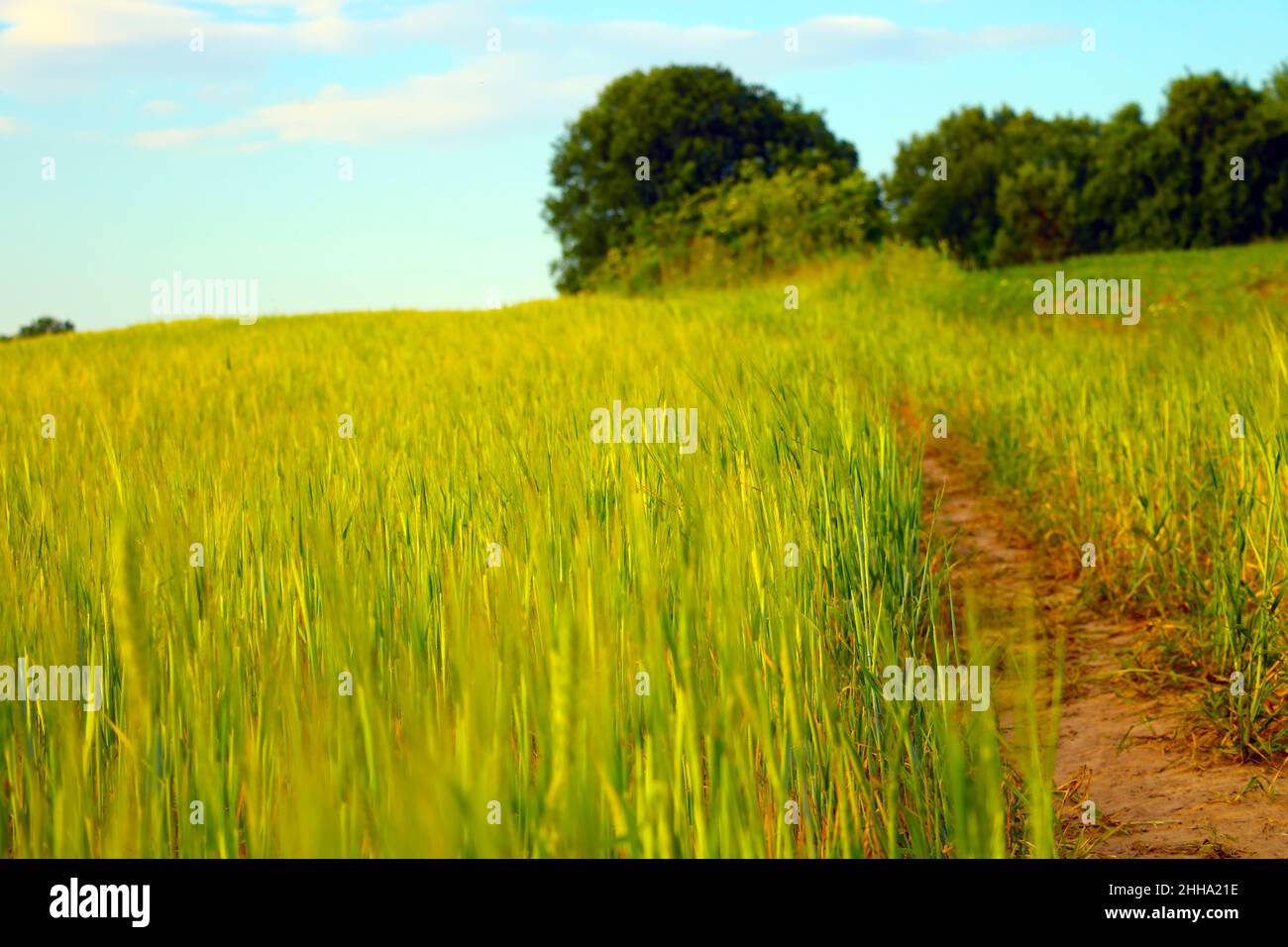 View of a young green wheat field in summer Stock Photo